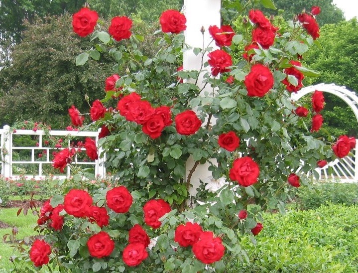 hoa hồng leo tường vi