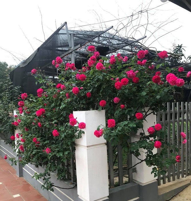 hoa hồng leo tường vi