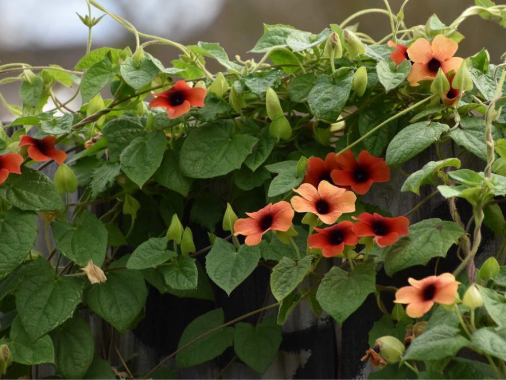 Giới thiệu về loại hoa mắt huyền với vẻ đẹp đơn giản trang trí cho sân vườn thêm xinh
