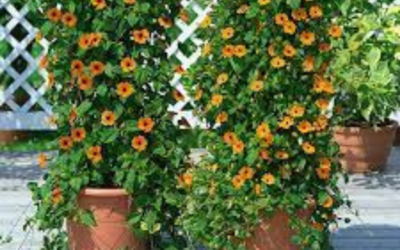 Giới thiệu về loại hoa mắt huyền với vẻ đẹp đơn giản trang trí cho sân vườn thêm xinh