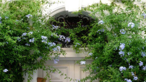 Tất tần tật kiến thức về hoa leo giàn trang trí sân vườn nhà bạn thêm trong xanh