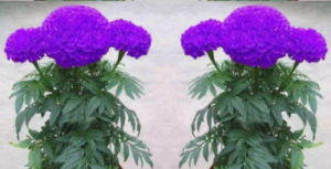 Giới thiệu về loài hoa vạn thọ tím với vẻ đẹp mộng mơ trang trí cho sân vườn nhà bạn