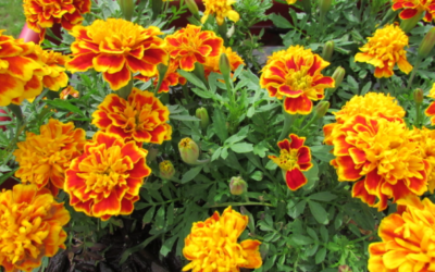 Giới thiệu về giống hoa vạn thọ Pháp với màu vàng cam tươi trang trí sân vườn thêm xinh