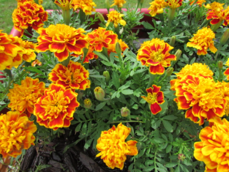 Giới thiệu về giống hoa vạn thọ Pháp với màu vàng cam tươi trang trí sân vườn thêm xinh