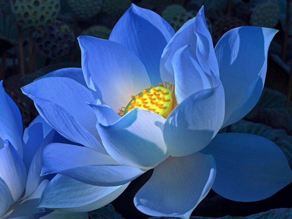 Tìm hiểu 111+ hình nền hoa sen xanh tuyệt vời nhất - POPPY