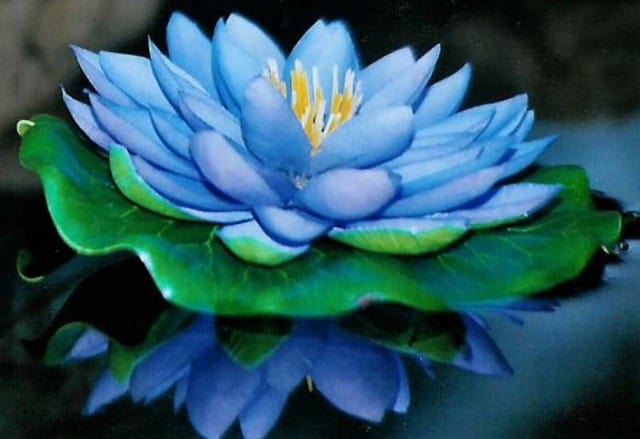 Hoa sen xanh: Tươi mới, rực rỡ và đầy màu sắc, hoa sen xanh là một trong những hình ảnh thiên nhiên đẹp nhất. Những đóa hoa sen xanh toát lên sức sống và hy vọng, đem lại cảm giác tươi mới và minh lạc cho chúng ta.