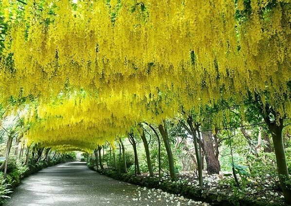 Giới Thiệu Hoa Tử Đằng Màu Vàng Trang Trí Cho Sân Vườn Nhà Bạn Sáng Rực Rỡ