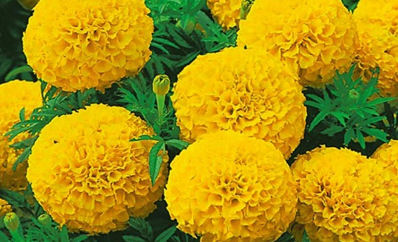 Giới thiệu 2 giống hoa vạn thọ với vẻ đẹp độc lạ trang trí sân vườn nhà bạn thêm khác biệt