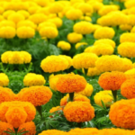Giới thiệu 2 giống hoa vạn thọ với vẻ đẹp độc lạ trang trí sân vườn nhà bạn thêm khác biệt