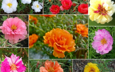 Tìm hiểu về hoa mười giờ mỹ vừa trang trí sân vườn đẹp vừa có nhiều công dụng khác