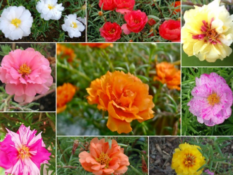 Tìm hiểu về hoa mười giờ mỹ vừa trang trí sân vườn đẹp vừa có nhiều công dụng khác