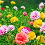Tìm hiểu về giống hoa mười giờ Nhật Bản nhiều màu sắc trang trí sân vườn rực rỡ