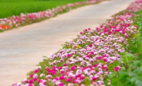 Tìm hiểu về giống hoa mười giờ Nhật Bản nhiều màu sắc trang trí sân vườn rực rỡ