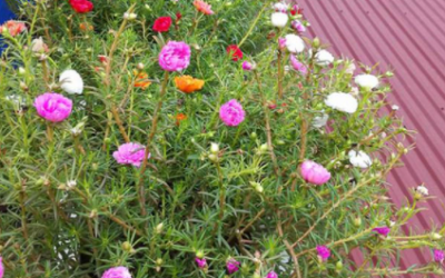 Tìm hiểu về hoa mười giờ thái đa dạng màu sắc trang trí cho sân vườn thêm tươi
